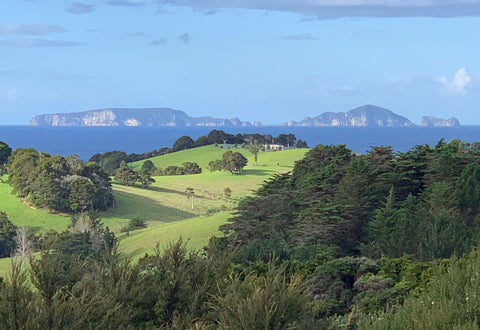 Rimu - Tutukaka