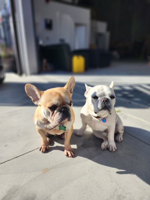 Alvin & Lola